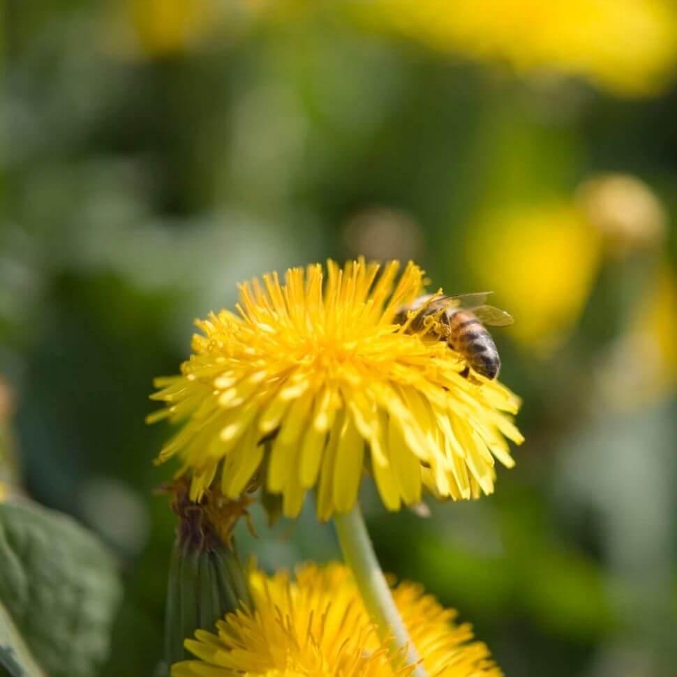 herrens mark mælkebøtte og bee